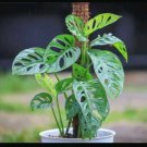 Monstera adansonii Cuttings | 3 Swiss Cheese Plant Starter Stems for Indoor Propagation