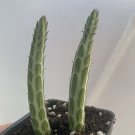Kleinia stapeliiformis Pickle Plant | 2 Rooted Succulent Cuttings Live Starter Stems Kleinia stapeliiformis Pickle Plant | 2 Rooted Succulent Cuttings Live Starter Stems