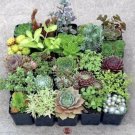 Succulent Variety Pack | 20 Live Cuttings 10 Assorted Identified Varieties (2 Each)
