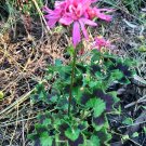 Pelargonium Geranium Cutting | 6" Live Starter Stem with Spiky Pink Bloom Clusters Pelargonium Geranium Cutting | 6" Live Starter Stem with Spiky Pink Bloom Clusters