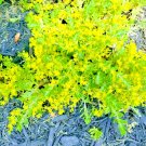 Creeping Sedum Cuttings | 49 Live Groundcover Perennial Plants for Rock Gardens & Borders Creeping Sedum Cuttings | 49 Live Groundcover Perennial Plants for Rock Gardens & Borders