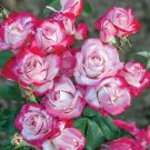 Candy Cane Cocktail™ Shrub Rose | Live 1 QT Plant Weeks Roses Variegated Blooms Candy Cane Cocktail™ Shrub Rose | Live 1 QT Plant Weeks Roses Variegated Blooms