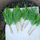 Leyland Cypress Cuttings | 50 Live 7–8" Stems Fast-Growing Privacy Screen Tree