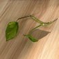 Global Green Pothos Cutting | 2-Leaf 2-Node Unrooted Epipremnum Vine Starter Plant