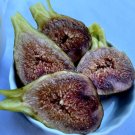 Cold Hardy Violetta Fig Cuttings | 4 Thick Ficus carica Branches for Propagation Cold Hardy Violetta Fig Cuttings | 4 Thick Ficus carica Branches for Propagation
