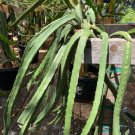 Black Afrikanis Dragon Fruit Cutting | Rare 18–20” Hylocereus Variety for Propagation