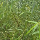 25 Black Willow Cuttings | Salix nigra Stems for Rooting Privacy Hedge or Ornamental