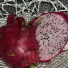 Dragon Fruit ‘Delight’ Cuttings | 8–12 Inch Mature Hylocereus Starter Plants for Garden