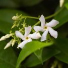 Star Jasmine Cuttings | 7 Unrooted Trachelospermum Jasminoides Plants, 6 Inch Flowering Vine Star Jasmine Cuttings | 7 Unrooted Trachelospermum Jasminoides Plants, 6 Inch Flowering Vine
