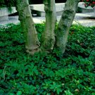 Pachysandra procumbens | 10 Rooted Cuttings | Native Ground Cover, Winter Hardy Perennial Pachysandra procumbens | 10 Rooted Cuttings | Native Ground Cover, Winter Hardy Perennial