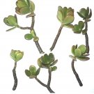 Jade Plant Succulent Cuttings | 2 Fresh Crassula ovata Stems, Easy to Root & Grow