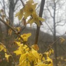 Forsythia Shrub Cuttings | 15 Unrooted Starter Stems | Native Hardy Perennial Flowering Plant Forsythia Shrub Cuttings | 15 Unrooted Starter Stems | Native Hardy Perennial Flowering Plant