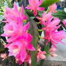 Epiphyllum ‘Felcino Filou’ Cuttings | 8–10 Inch Unrooted Orchid Cactus Starter Plants Epiphyllum ‘Felcino Filou’ Cuttings | 8–10 Inch Unrooted Orchid Cactus Starter Plants