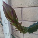 Yellow Dragon Fruit Plant | 1 Rooted Starter, 6–8 Inch Young Hylocereus Cactus Vine Yellow Dragon Fruit Plant | 1 Rooted Starter, 6–8 Inch Young Hylocereus Cactus Vine