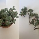 Oscularia deltoides Cuttings | 5 Unrooted Pink Ice Plant Succulent Stems, 4 Inches Each