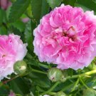 7 Sisters Rose Cuttings | 5+ Climbing Heirloom Rose Stems, Hardy Pink Perennial Blooms 7 Sisters Rose Cuttings | 5+ Climbing Heirloom Rose Stems, Hardy Pink Perennial Blooms
