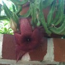 Stapelia grandiflora Cuttings | 2 Starfish Carrion Plant Succulent Stems, Red Bloom Stapelia grandiflora Cuttings | 2 Starfish Carrion Plant Succulent Stems, Red Bloom