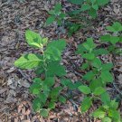 Beautyberry Bush Cuttings | 4 Unrooted Callicarpa Stems, Hardy Ornamental Shrub Starter