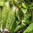 40 Mixed Rooted Plant Cuttings | Four Varieties Starter Pack for Propagation & Gardening