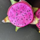 Purple Haze Dragon Fruit Cutting | 6"+ Unrooted Pitaya Cactus Stem, Rare Variety for Propagation Purple Haze Dragon Fruit Cutting | 6"+ Unrooted Pitaya Cactus Stem, Rare Variety for Propagation