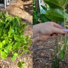 Philodendron Burle Marx Cutting | 5–7" Live Plant Starter Stem for Propagation