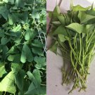 Okinawa Purple Sweet Potato Slips | 10 Live Cuttings for Planting, Organically Grown Okinawa Purple Sweet Potato Slips | 10 Live Cuttings for Planting, Organically Grown
