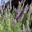 Lavender Sensational Starter Plant – Fragrant Purple Blooms for Gardens, Pots & Outdoor Decor Lavender Sensational Starter Plant – Fragrant Purple Blooms for Gardens, Pots & Outdoor Decor