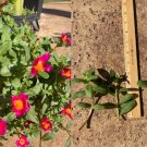 Hot Pink Purslane Cuttings – Bright Fuchsia Single Blooms for Garden Borders & Hanging Pots Hot Pink Purslane Cuttings – Bright Fuchsia Single Blooms for Garden Borders & Hanging Pots