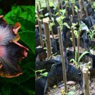 Hardy Hibiscus Moscheutos Cuttings – Rose Mallow Starter Plants, 7 Rooting Cuttings Hardy Hibiscus Moscheutos Cuttings – Rose Mallow Starter Plants, 7 Rooting Cuttings