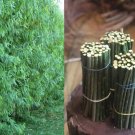 Black Willow Cuttings – 12 Unrooted Salix nigra Tree Cuttings for Rooting & Bonsai Growing