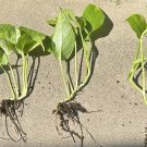 Rooted Golden Hawaiian Pothos – 5 Variegated Cuttings with Roots, Indoor Vine Bulk Pack