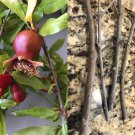 Pomegranate Cuttings – 4 Fresh Punica granatum Tree Cuttings for Rooting & Growing