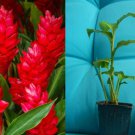 Hawaiian Red Ginger – Alpinia purpurata Small Rooted Starter Plant, Tropical Ornamental Hawaiian Red Ginger – Alpinia purpurata Small Rooted Starter Plant, Tropical Ornamental