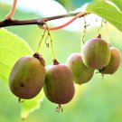 Hardy Arctic Kiwi Vine Cuttings – 6 Seedless Actinidia arguta Male & Female Set Hardy Arctic Kiwi Vine Cuttings – 6 Seedless Actinidia arguta Male & Female Set