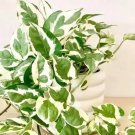 N’Joy Pothos – 3 Fresh Cuttings, Epipremnum aureum Indoor Vine Houseplant Starter N’Joy Pothos – 3 Fresh Cuttings, Epipremnum aureum Indoor Vine Houseplant Starter