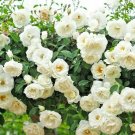 50+ Rose Plant Cuttings โ Live 5โ8 Inch Rose Starters, Fresh Ornamental Rose Plants 50+ Rose Plant Cuttings โ Live 5โ8 Inch Rose Starters, Fresh Ornamental Rose Plants