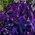 Tradescantia Pallida Purple Heart – 15 Live Plant Cuttings, 4–8 Inch Ornamental Starters