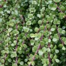 Dwarf Jade Bonsai – 15 Cuttings 7” Portulacaria afra Succulent, Bonsai Starter Plant Dwarf Jade Bonsai – 15 Cuttings 7” Portulacaria afra Succulent, Bonsai Starter Plant