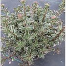 Tricolor Sedum Spurium – 4 Variegated Stonecrop Succulent Cuttings, 2–4 Inch Live Plants Tricolor Sedum Spurium – 4 Variegated Stonecrop Succulent Cuttings, 2–4 Inch Live Plants