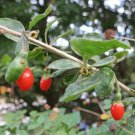 6 Goji Berry Cuttings | Easy to Root Plant Starter for Garden & Orchard Growing 6 Goji Berry Cuttings | Easy to Root Plant Starter for Garden & Orchard Growing
