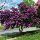 7 Milk Crape Myrtle Cuttings | Fast Growing Flowering Shrub Starter | Crepe Myrtle Plant 7 Milk Crape Myrtle Cuttings | Fast Growing Flowering Shrub Starter | Crepe Myrtle Plant