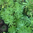 Fresh Aeonium Succulent Cuttings | Green Indoor Outdoor Plant Starter | Easy to Root Fresh Aeonium Succulent Cuttings | Green Indoor Outdoor Plant Starter | Easy to Root