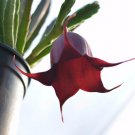 2 Stapelia Leendertziae Cuttings | Black Bells Starfish Flower Succulent Starter Plant 2 Stapelia Leendertziae Cuttings | Black Bells Starfish Flower Succulent Starter Plant