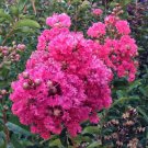 7 Crepe Myrtle Cuttings | Lagerstroemia Indica Dark Pink Flowering Tree Starter Stems 7 Crepe Myrtle Cuttings | Lagerstroemia Indica Dark Pink Flowering Tree Starter Stems