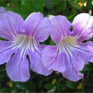 Violet Trumpet Vine Cuttings | Clytostoma Callistegioides Flowering Climber Starter