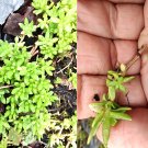 Philodendron Red Sun | Rare Tropical Aroid Houseplant | Live Plant in 3" Starter Pot Philodendron Red Sun | Rare Tropical Aroid Houseplant | Live Plant in 3" Starter Pot