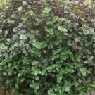10 Tradescantia Minima Cuttings | Dwarf Bolivian Wandering Jew | Callisia Repens Starter 10 Tradescantia Minima Cuttings | Dwarf Bolivian Wandering Jew | Callisia Repens Starter