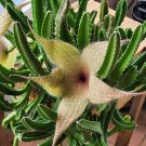 Stapelia Gigantea Cutting | Starfish Flower Cactus Succulent | Exotic Houseplant Starter Stapelia Gigantea Cutting | Starfish Flower Cactus Succulent | Exotic Houseplant Starter