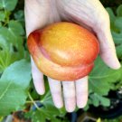 2 European Plum Cuttings | Prunus Domestica | Edible Fruit Tree for Orchard & Landscaping 2 European Plum Cuttings | Prunus Domestica | Edible Fruit Tree for Orchard & Landscaping
