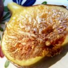 Sebastian’s French Fig Cuttings | 2x Ficus Carica Starter Stems | Heirloom Fruit Tree Sebastian’s French Fig Cuttings | 2x Ficus Carica Starter Stems | Heirloom Fruit Tree